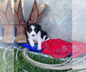 Border Collie Puppy for Sale in DALHART, Texas USA