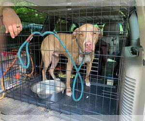 Levi - Male Mutt Dog for Adoption - Photo #11