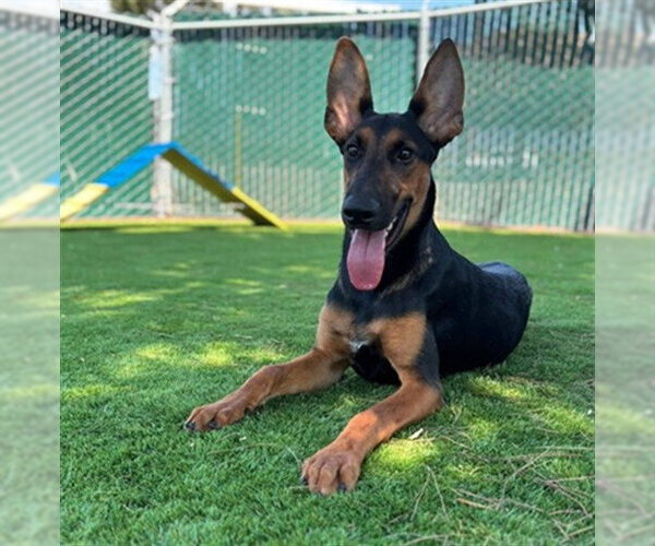 Medium Photo #2 Doberman Pinscher-German Shepherd Dog Mix Puppy For Sale in San Bernardino, CA, USA