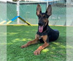 Small #1 Doberman Pinscher-German Shepherd Dog Mix