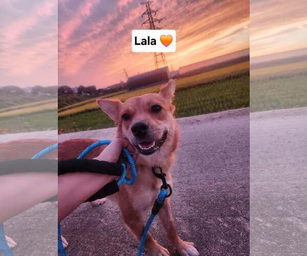 Medium Photo #1 Mutt Puppy For Sale in Agoura Hills, CA, USA