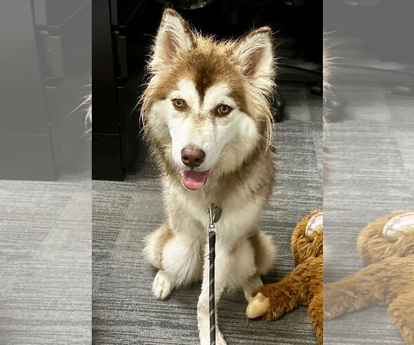 Medium Photo #7 Siberian Husky-Unknown Mix Puppy For Sale in Newport Beach, CA, USA