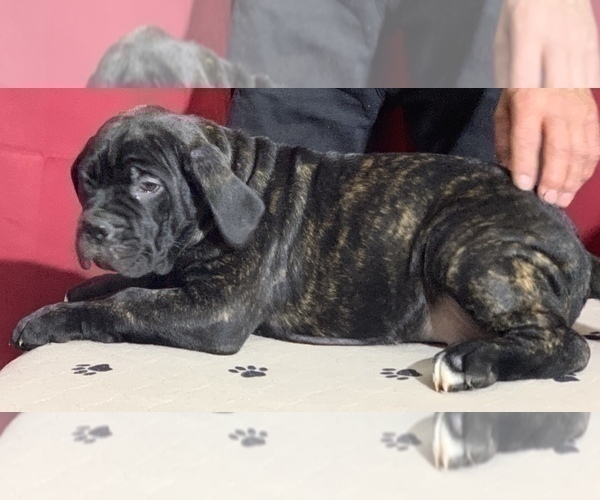 Medium Photo #11 Cane Corso Puppy For Sale in COTTAGE GROVE, OR, USA