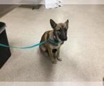 Small German Shepherd Dog