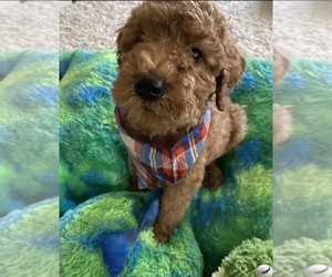 Goldendoodle Puppy for sale in RIVERSIDE, CA, USA
