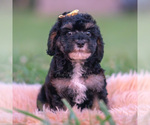 Small #4 Poodle (Miniature)