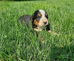Small Photo #12 Bernese Mountain Dog Puppy For Sale in LEETONIA, OH, USA