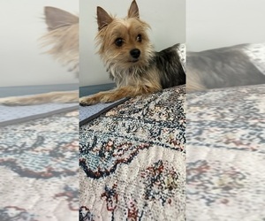 Father of the Morkie puppies born on 07/09/2025