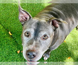 Melanie Rose - Female Mutt Dog for Adoption - Photo #2