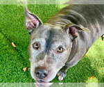 Small Photo #2 Mutt Puppy For Sale in Pompano Beach , FL, USA