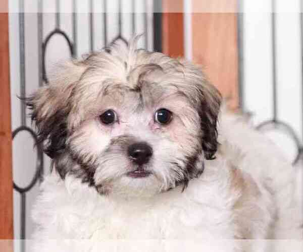 Medium Photo #3 Zuchon Puppy For Sale in NAPLES, FL, USA
