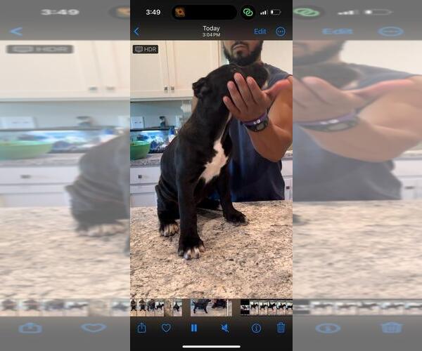 Medium Photo #3 Cane Corso Puppy For Sale in RUCKERSVILLE, VA, USA