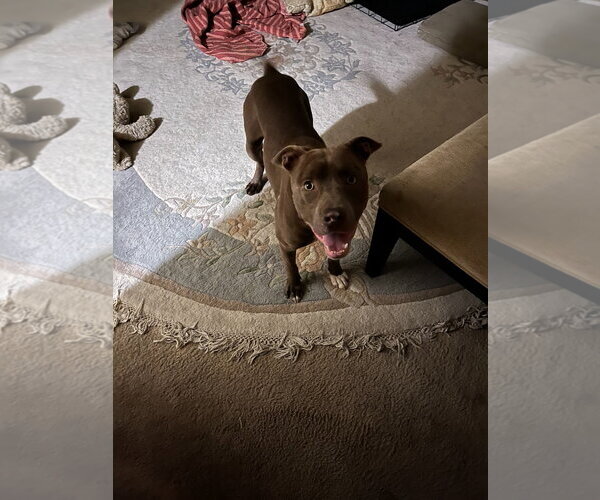 Medium Photo #1 Mutt Puppy For Sale in Woodland Hills, CA, USA