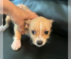 Mutt Dogs for adoption in Dana Point, CA, USA