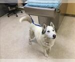 DRAVEN - Male Siberian Husky Dog for Adoption - Small photo