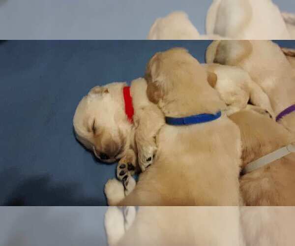 Medium Photo #10 Golden Retriever Puppy For Sale in CLARKSVILLE, TN, USA