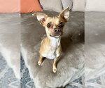 Small #3 Mutt