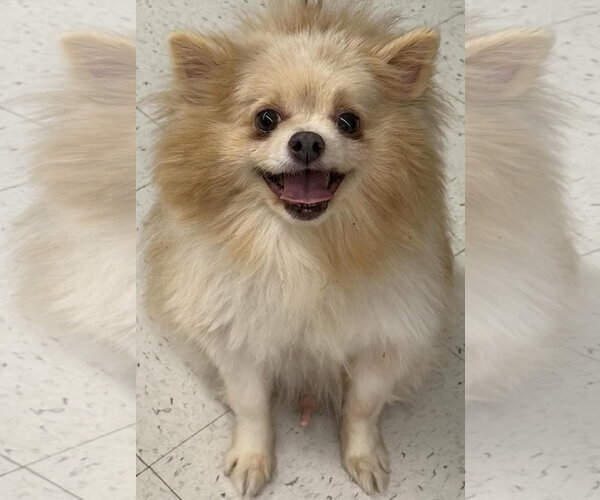 Medium Photo #5 Pomeranian Puppy For Sale in Cuba, NY, USA