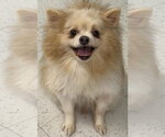 Small #4 Pomeranian