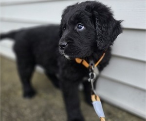 Newfoundland Puppy for sale in MARCELLUS, MI, USA
