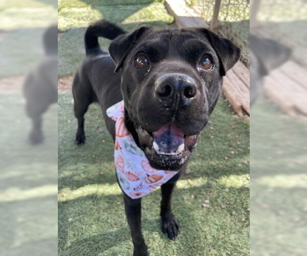 Medium Photo #2 Labrador Retriever-Unknown Mix Puppy For Sale in Ventura, CA, USA