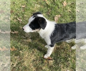 Border Collie Puppy for sale in NILES, MI, USA