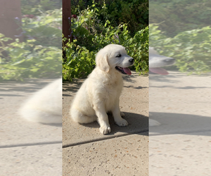 English Cream Golden Retriever Puppy for sale in FAIR OAKS, CA, USA