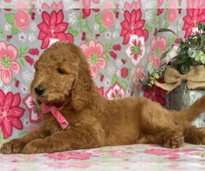 Goldendoodle Puppy for sale in LANCASTER, PA, USA
