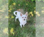 Small #6 Mutt