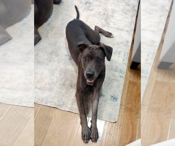 Medium Photo #16 Great Dane-Unknown Mix Puppy For Sale in Huntersville, NC, USA