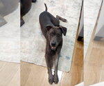 Small #15 Great Dane Mix