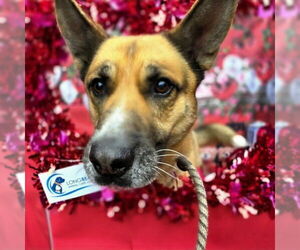 *WETHERBY - Male German Shepherd Dog Dog for Adoption - Photo #3