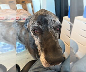 Roseanne - Female Great Dane Dog for Adoption - Photo #4