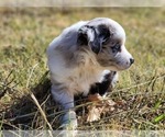 Small #1 Miniature Australian Shepherd