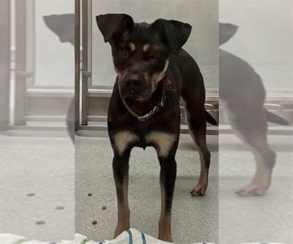 Medium Photo #1 Australian Kelpie-Unknown Mix Puppy For Sale in Plano, TX, USA