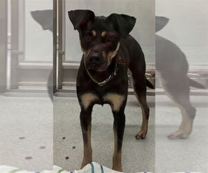 Australian Kelpie-Unknown Mix Dogs for adoption in Plano, TX, USA