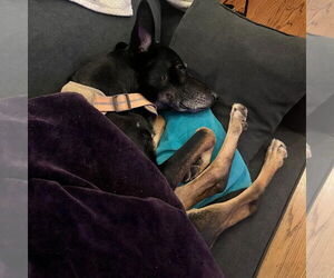 Australian Kelpie-German Shepherd Dog Mix Dogs for adoption in Hayward, CA, USA