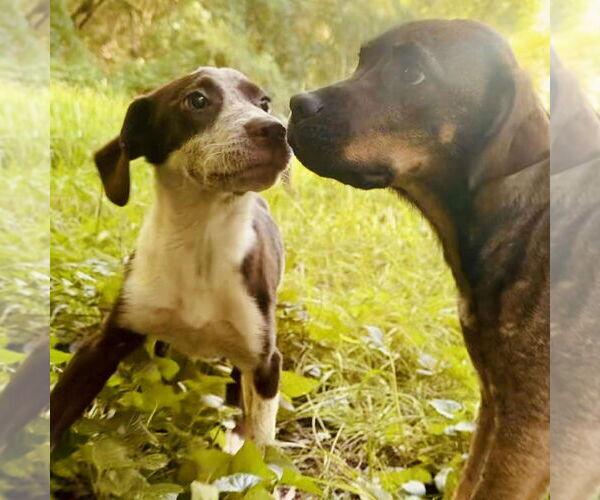 Medium Photo #1 Catahoula Leopard Dog-Pointer Mix Puppy For Sale in Bristol, CT, USA