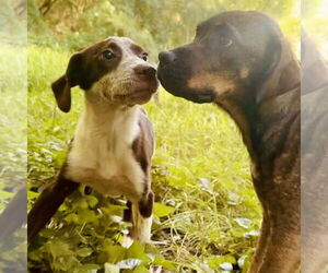 Catahoula Leopard Dog-Pointer Mix Dogs for adoption in Bristol, CT, USA