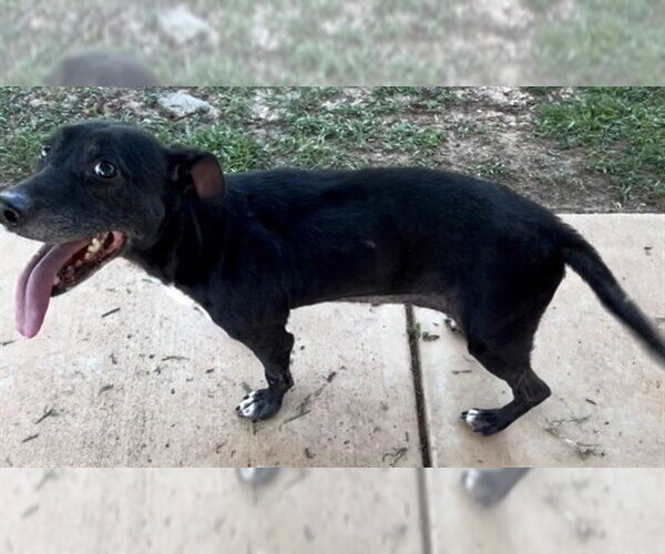 Medium Photo #1 Labrador Retriever Puppy For Sale in Grovetown, GA, USA