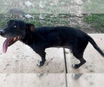 Small Labrador Retriever