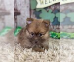 Small #10 Pomeranian
