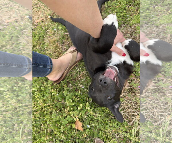 Medium Photo #3 Mutt Puppy For Sale in White Bluff, TN, USA