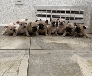French Bulldog Puppy for sale in BAKERSFIELD, CA, USA