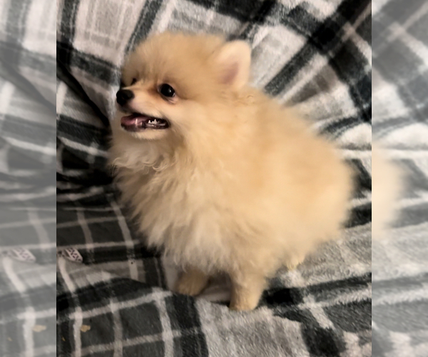 Medium Photo #2 Pomeranian Puppy For Sale in MACON, GA, USA