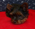 Small Photo #42 Yorkshire Terrier Puppy For Sale in PATERSON, NJ, USA