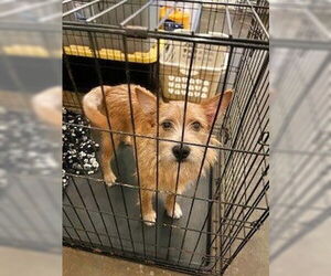 Cairn Terrier-Unknown Mix Dogs for adoption in Minneapolis, MN, USA