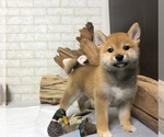 Small Photo #1 Shiba Inu Puppy For Sale in REDWOOD CITY, CA, USA