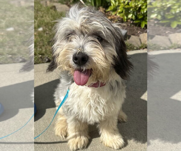 Medium Photo #1 Mutt Puppy For Sale in Cary, NC, USA