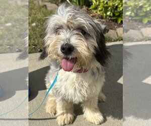 Mutt Dogs for adoption in Cary, NC, USA